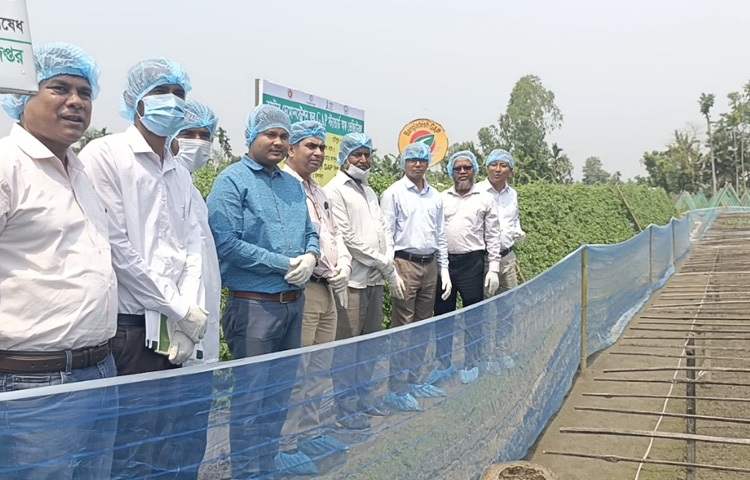 কৃষক মাসুদ বলেন, ‘প্রথমে ভাবিনি বিষ ছাড়া সবজি চাষ সম্ভব। কিন্তু এখন নিজের জমিতেই দেখছি কীভাবে এই পদ্ধতিতে ফসল হয়। ফলন ভালো হচ্ছে, বাজারেও দাম ভালো মিলবে আশা করছি।’