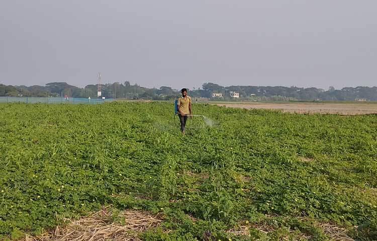 যদি সবকিছু অনুকূলে থাকে তাহলে বেশ লাভের মুখ দেখতে পারবেন বলে আশা করছেন কৃষকেরা।