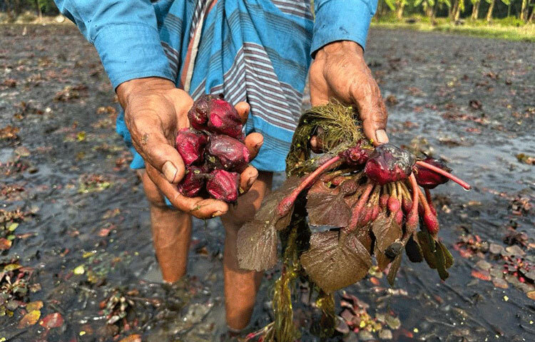 সামসুল আলম নামের আরেক চাষি বলেন, এ ফলের রোগবালাই নেই। দু’একবার কিটনাশক দিতে হয়। এজন্য খরচ অনেক কম। এবার বিঘাপ্রতি ৩০-৩৫ মণের বেশি ফলন হয়েছে। মণপ্রতি দাম পেয়েছি ৪০০-১১০০ টাকা। এতে বিঘাপ্রতি ৩০-৩৫ হাজার টাকা লাভ হয়েছে। নিচু জমিতে পানি জমে থাকায় এ ফল চাষ করেছি। ছবি: জাগো নিউজ
