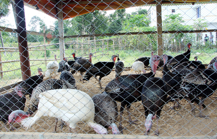 মুরগিগুলো পালন করার জন্য বাড়ির ভেতর বিভিন্ন আকৃতির ঘর ও খাঁচা তৈরি করেন। মাঝেমধ্যে টার্কিগুলো বিকট শব্দে ডেকে উঠছে।  ছবি: এম মাঈন উদ্দিন