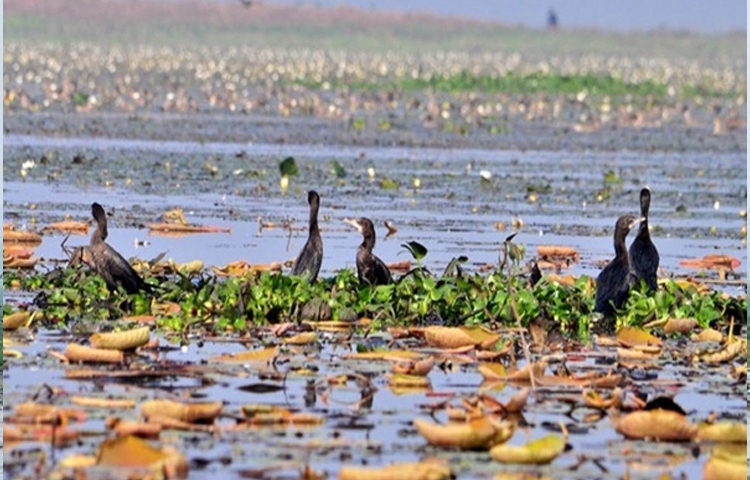 উকড়ি বিলের আয়তন প্রায় ২২৫ একর। এখানে ভ্রমণে আসলে দেখতে পাবেন ২০-২৫ প্রজাতির পাখি। তাদের কলকাকলিতে পুরো দিন মুখর থাকে পুরো বিল। চারদিকে বিস্তীর্ণ জলরাশির বুকে রংবেরঙের পাখির একেক রকম ডাক মন কেড়েছে পাখি ও প্রকৃতি প্রেমীদের। ছবি: মামুনূর রহমান হৃদয়