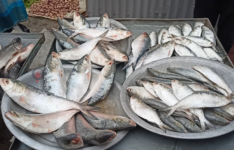 প্রধান সড়কের পাশে কালিমন্দিরের সামনে শতাধিক মাছ বিক্রেতারা টিনের ডালায় বিভিন্ন ধরনের মাছ সাজিয়ে বসেছেন। মাছের মধ্যে রয়েছে ইলিশ, রুই, কাতল, বোয়াল, আইড় ও কার্প। ছবি: বিধান মজুমদার অনি