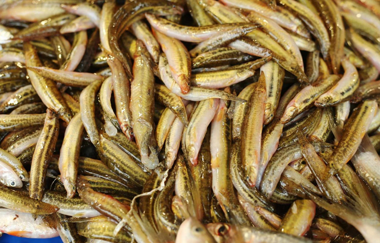 এছাড়া বাইম মাছ এক হাজারে ও গুতম মাছ বিক্রি হচ্ছে ১২০০ টাকা কেজি দরে। ছবি: মাহবুব আলম