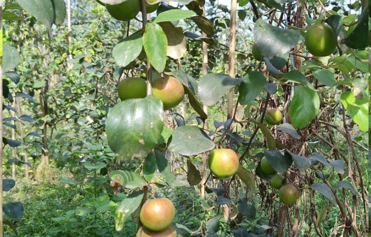 বলসুন্দরী অন্যান্য জাতের চেয়ে আলাদা, এটি খুব সু-স্বাধু। প্রতি কেজি বরই ১৪০ টাকা ধরে এই পর্যন্ত আমি ২০ হাজার টাকার বরই বিক্রি করেছি। এখনো গাছে যে পরিমাণ বরই রয়েছে আশা করছি লাখ টাকার কুল বিক্রি করতে পারবো। ছবি: এম মাঈন উদ্দিন