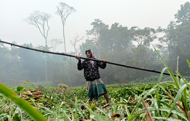 এ জেলায় গত এ সপ্তাহ ধরেই তাপমাত্রা ১১ ডিগ্রি থেকে ১৬ ডিগ্রি সেলসিয়াসে ওঠানামা করছে। দেখা মিলছে না সূর্যের। ছবি: বিধান মজুমদার অনি