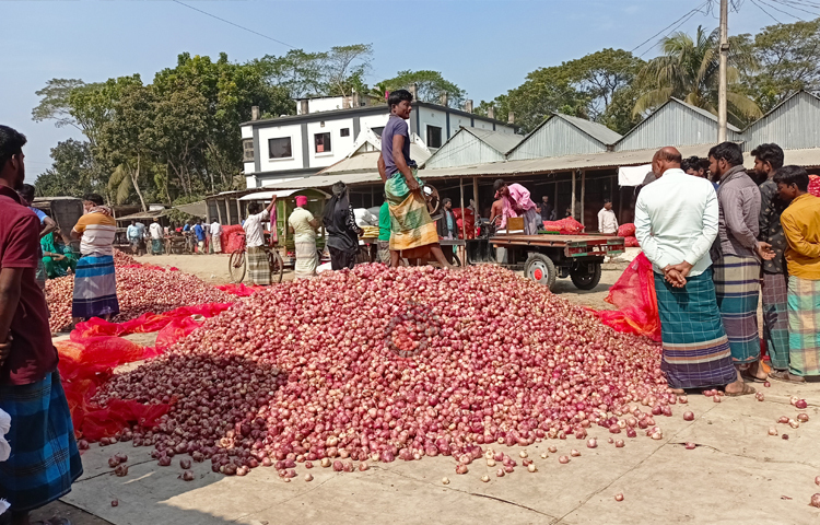 ভোরের আলো ফোটার সঙ্গে সঙ্গে শুরু হয়ে যায় শরীয়তপুরের জাজিরার মিরাশার চাষি বাজারে দেশের বিভিন্ন প্রান্ত থেকে আসা পাইকারদের আনাগোনা। ছবি: বিধান মজুমদার অনি
