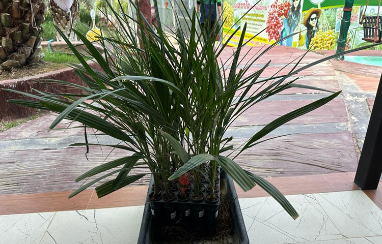 শুধু খেজুর বিক্রি করে থেমে নেন তিনি, বিক্রি করেন খেজুর গাছের চারাও। দেশ-বিদেশের লোকজন এসে খেজুরের চারা ক্রয় করে নিয়ে যান। এখানকার এক একটি খেজুর গাছের চারার অনেক দাম। ছবি: এম মাঈন উদ্দিন