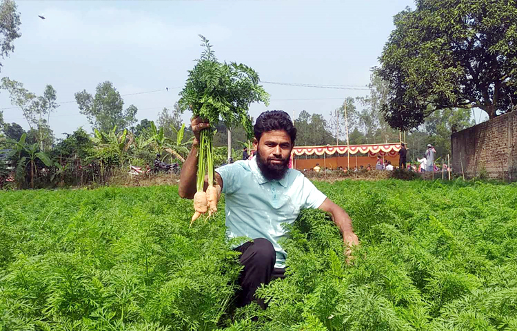 প্রথমবারের মতো গাজর চাষ হওয়ায় বাগান দেখতে সাধারণ মানুষের সমাগম দেখা যায়। ছবি: এম মাঈন উদ্দিন