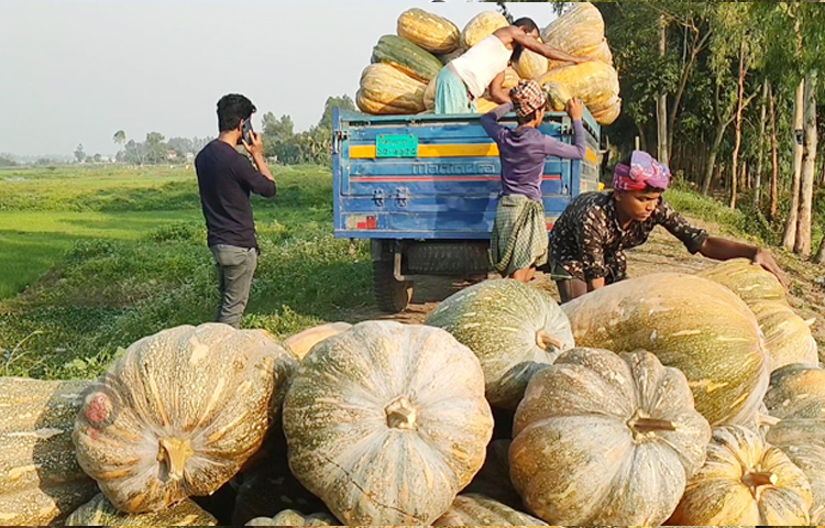 শুধু মিষ্টি কুমড়া নয় এর শাকও অনেক সুস্বাদু। মিষ্টি কুমড়াতে রয়েছে যথেষ্ট পরিমাণে জিংক, যা হাড়ের অস্টিওপোরোসিস রোগ প্রতিরোধ করতে সাহায্য করে, রোগ প্রতিরোধের ক্ষমতা ঠিক রাখে এবং শরীরে বয়সের ছাপ সহজে পড়তে দেয় না। ছবি: আরাফাত রায়হান সাকিব