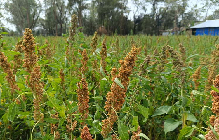 চাষি দিলীপ নাথ বলেন, উপজেলা কৃষি অফিসার প্রতাপ রায়ের সহযোগিতায় ২৪ শতক জমিতে প্রথমবারের মতো কিনোয়া চাষ করেছি। তিনি আমাকে বুদ্ধি পরামর্শ দিয়েছেন। তার পরামর্শ অনুযায়ী কাজ করায় ভালো ফসল হয়েছে। গত বছরের ১৭ ডিসেম্বর বীজ বুনেছি। অল্প কিছুদিনের মধ্যে ঘরে তুলতে পারবো। ছবি: এম মাঈন উদ্দিন