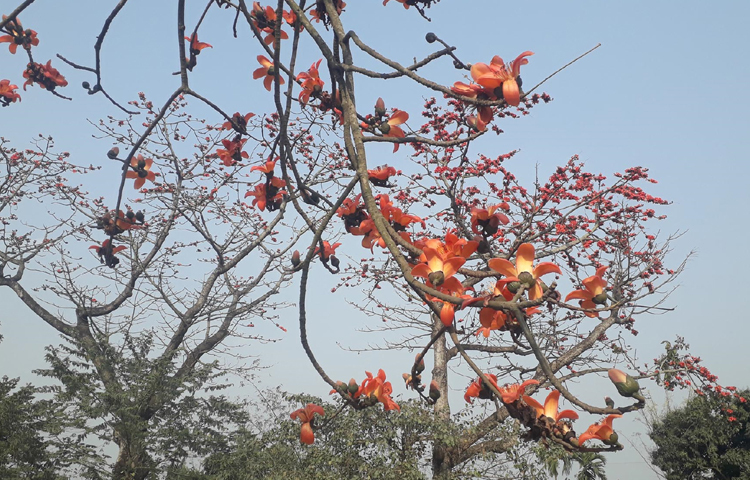 শিমুল ফুল শুধু সৌন্দর্য বর্ধনই করে না। শিমুল গাছের রয়েছে নানা উপকারিতা। এর রয়েছে নানা ভেষজ গুণ। ছবি: এমদাদুল হক মিলন