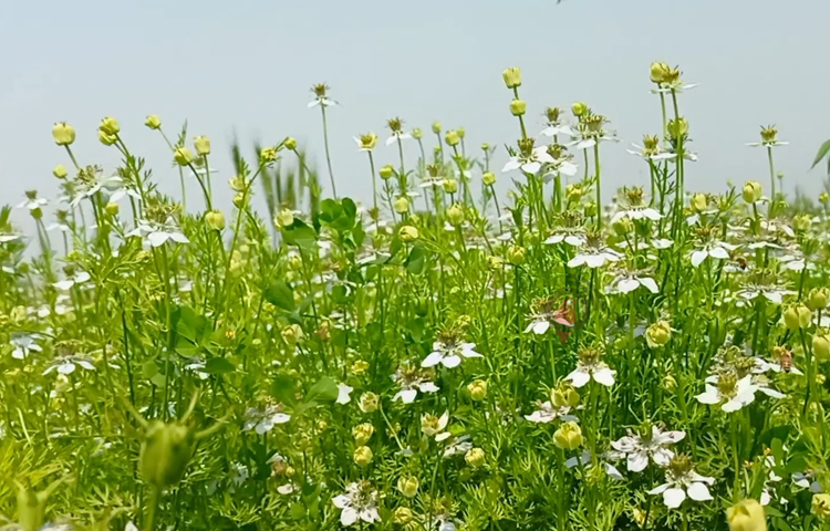 এদিকে মৌমাছির পরাগায়নের ফলে আগের তুলনায় ফলন হচ্ছে প্রায় দ্বিগুণ। ফলে কালোজিরা আবাদে উৎসাহী হচ্ছেন কৃষকরা। তাইতো জমির পাশেই বসতে দিয়েছেন মৌ চাষিদের। ছবি: বিধান মজুমদার