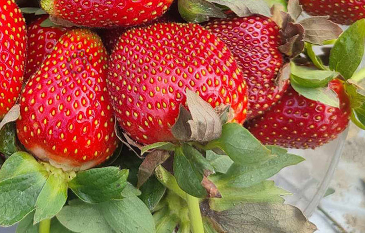 রজিন আহমেদ রঞ্জু নতুন ফসল চাষের জন্য এলাকায় বেশ পরিচিত। এবার কৃষি অধিদপ্তরের পরামর্শ ও ইউটিউব দেখে তিনি চাষ করেন আমেরিকান ফেস্টিভ্যাল জাতের স্ট্রবেরি। ছবি: মো. জামাল হোসেন