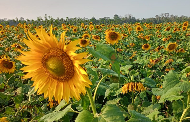 রামগড় পাহাড়াঞ্চল কৃষি গবেষণা কেন্দ্রের প্রধান বৈজ্ঞানিক কর্মকর্তা ড. এস এম ফয়সাল বলেন, রান্নার জন্য সয়াবিন তেলের চেয়ে সূর্যমুখীর তেল দশগুণ বেশি পুষ্টিসমৃদ্ধ। এটি মানবদেহের মহৌষধ হিসেবে ভূমিকা পালন করে। ছবি: মুজিবুর রহমান ভুইয়া