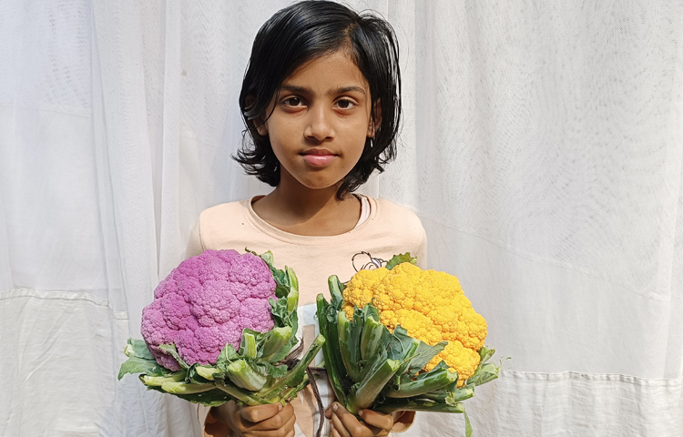 এখন বাজারে ৬০ টাকা কেজি পাইকারি দরে বিক্রি করি। সেগুলো আবার খুচরা বিক্রি হচ্ছে ৭০-৯০ টাকা কেজিতে। চাষে খরচ মোটামুটি একই রকম। তবে জৈব সার দিতে হয় বেশি। সাদা ফুলকপির মত রঙিন ফুলকপিও আকারে বেশ বড় হয়। ছবি: আব্দুর রহমান আরমান