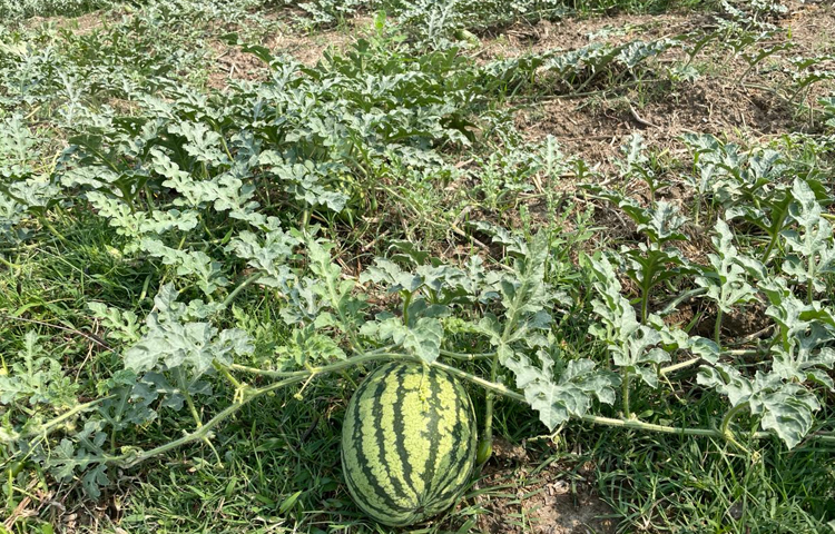 হারুন অর রশিদ অভিযোগ করে বলেন, এখানে কৃষি অফিসাররা আসেন না। যখন একটা ক্ষেত থেকে ফসল তোলা শেষ হয়, তখন এসে এই গাছে এই ওষুধ, ওই গাছে ওই ওষুধ দেবেন। তারা যদি ফসল লাগানোর সময় যথাযথ ওষুধ দিতে বলতেন, তাহলে ফসল আরও বাড়তো। ছবি: এম মাঈন উদ্দিন