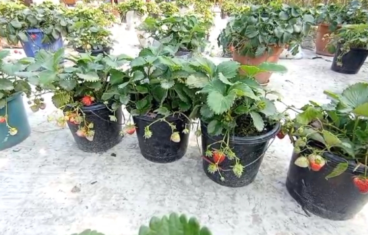 জানা যায়, বিষমুক্ত ফল খাওয়ার ভাবনা থেকে ২০২২ সালে বাড়ির ছাদে শখের বশে স্ট্রবেরি ফল চাষ শুরু করেন আসিফ মাহমুদ। গোড়ার দিকে একটি মাত্র স্ট্রবেরির চারা দিয়ে শুরু করেন। ছবি: শামীম সরকার শাহীন