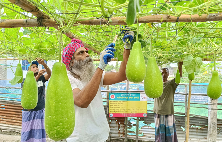 রোদ উপেক্ষা করে মিনজার তার বিশ্ববিদ্যালয়পড়ুয়া ছেলেকে নিয়ে ক্ষেতের পরিচর্যায় ব্যস্ত সময় কাটাচ্ছেন। ছবি: রাশেদুল ইসলাম রাজু