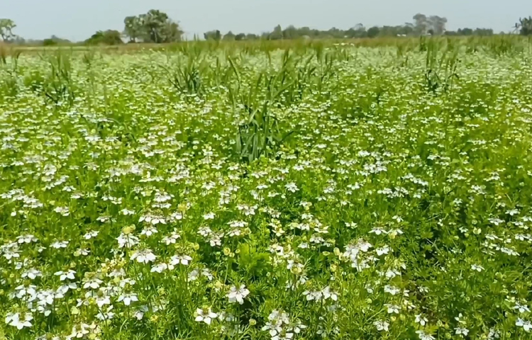লাভজনক ফসলটি চাষ করে স্বাবলম্বী হওয়ার স্বপ্ন দেখছেন স্থানীয়রা। কম খরচে বেশি লাভ হওয়ায় মসলাজাতীয় এই ফসল উৎপাদনে কৃষকেরা আগ্রহী হচ্ছেন। ছবি: বিধান মজুমদার অনি