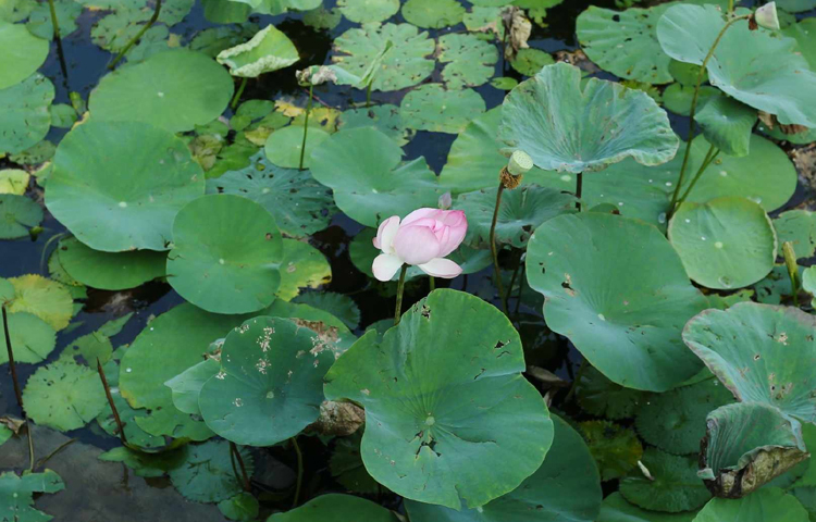 উদ্যানটি ঢাকার মিরপুরে বাংলাদেশ জাতীয় চিড়িয়াখানার পাশে অবস্থিত। ১৯৬১ সালে প্রায় ২০৮ একর (৮৪ হেক্টর) জায়গা জুড়ে উদ্যানটি প্রতিষ্ঠিত হয়। ছবি: মাহবুব আলম