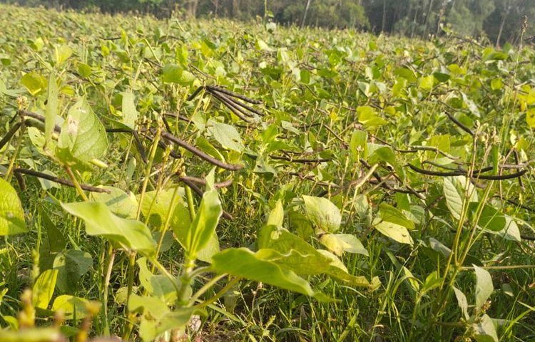 চরের জমিগুলোর যেদিকে চোখ যায় শুধু ডাল আল ডাল। কোথাও হেলন, কোথাও মুগ আবার কোথাও খেসারি ডালের চারাগুলো বাতাসে দুলছে। কিছু গাছে ফসল এসেছে। কিছু গাছ ফলনের অপেক্ষায় আছে। ছবি: এম মাঈন উদ্দিন