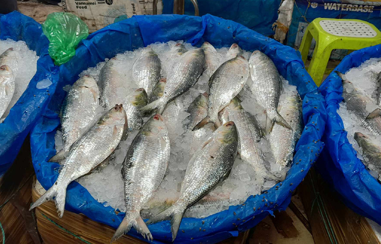 রাজধানীর যাত্রাবাড়ী মাছের আড়তসহ আশপাশের বাজার ঘুরে দেখা গেছে, ইলিশ খুবই কম পাওয়া যাচ্ছে। ছোট ছোট বাজারগুলোতে তো ইলিশের দেখাই নেই। ছবি: রানা মাসুদ