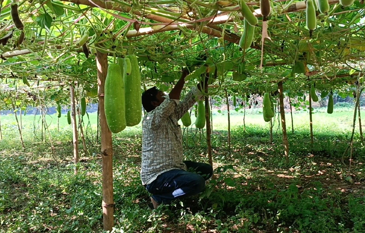 লাউ চাষি কৃষক ৩ ভাই কঠোর পরিশ্রমী। শ্রমের সঙ্গে কৃষি অফিস ও তাদের কৃষি ব্লকের উপ-সহকারী কৃষি কর্মকর্তাদের সঠিক পরামর্শের কারণে তারা সফল হয়েছেন।