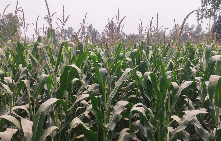 এ বছর আবহাওয়া অনুকূলে থাকায় অন্যবারের চেয়ে ফলন ভালো হয়েছে। বাজারে ভুট্টার চাহিদা ভালো থাকায় লাভবান হওয়ার স্বপ্ন দেখছেন চাষিরা। ছবি: ফজলুল করিম ফারাজী