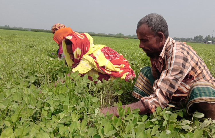 কৃষি বিভাগ সূত্রে জানা যায়, এবার নীলফামারীর ৬টি উপজেলার ১ হাজার ২০ হেক্টর জমিতে বাদাম চাষের লক্ষ্যমাত্রা নির্ধারণ করা হয়েছে। জেলায় উৎপাদন লক্ষ্যমাত্রা ২ হাজার ৩৭৭ মেট্রিক টন। ছবি: ইব্রাহিম সুজন