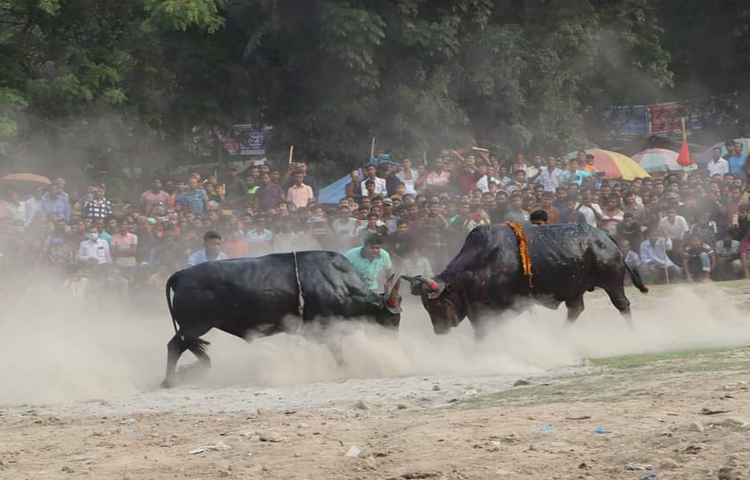 বিশ্ববরেণ্য চিত্রশিল্পী এস এম সুলতানের ৯৯তম জন্মজয়ন্তী উপলক্ষে আয়োজিত সুলতান মেলায় ‘কিউট গ্রামীণ ক্রীড়া উৎসব’র অংশ হিসেবে ঐতিহ্যবাহী এ ষাঁড়ের লড়াই অনুষ্ঠিত হয়। ছবি: হাফিজুল নিলু