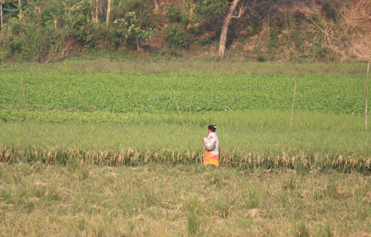 তৃষ্ণার্ত কৃষকের জন্য সুপেয় জল নিয়ে যাচ্ছেন এক নারী। ছবি: আরমান খান
