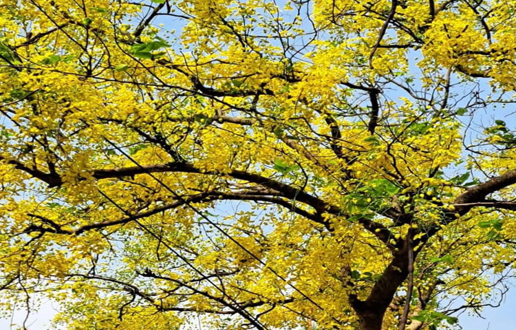 কোনো কোনো গাছের নিচে গেলে মায়াজড়ানো গন্ধে ব্যাকুল হয়ে ওঠে মন। যে দৃশ্য দর্শনে স্নিগ্ধতা নেমে আসে নাম না জানা কোনো এক স্বর্গপুরী থেকে। এমন দৃশ্যই এখন ঢাকা বিশ্ববিদ্যালয় (ঢাবি) ক্যাম্পাসের চিরচেনা রূপ হয়ে ধরা দিয়েছে। ছবি: হাসান আলী