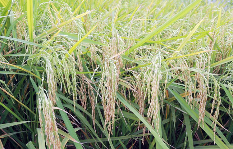 দেবহাটা উপজেলা কৃষি কর্মকর্তা শরীফ মোহাম্মদ তিতুমীর বলেন, ‘আগামীতে নতুন জাতের এই ধান জেলার অনেক চাষি চাষ করবেন। উচ্চ ফলনশীল রোগমুক্ত এই ধানের চাষে এ অঞ্চলের মানুষ অতীতের তুলনায় বেশি লাভবান হবেন।’ ছবি: আহসানুর রহমান রাজীব