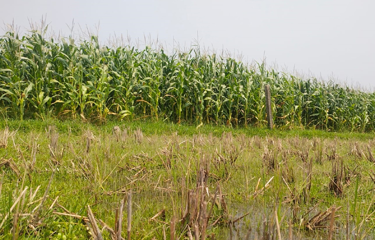 কম সময়ে ও ভূগর্ভস্থ পানি কম ব্যবহার করতে রবিশস্য আবাদের জন্য ভুট্টা চাষে আগ্রহী হচ্ছেন চাষিরা। ছবি: এম মাঈন উদ্দিন