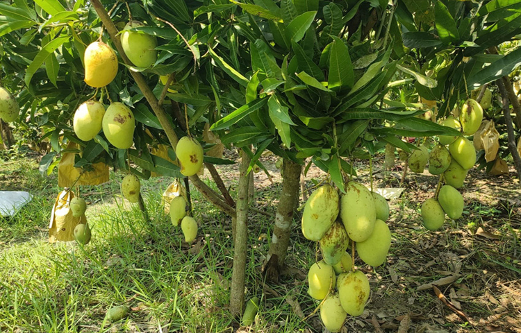 ২০১৮ সালে বাংলাদেশ আম গবেষণা কেন্দ্র চাঁপাইনবাবগঞ্জ থেকে নতুন উদ্ভাবিত বারি-১১ জাতের আমের চারা সংগ্রহ করেন। সেই চারা থেকে প্রথম বছরেই সাইন (ডাল) দিয়ে ২ হাজার ২০০ চারা উৎপাদন করেন। ছবি: মো. জামাল হোসেন