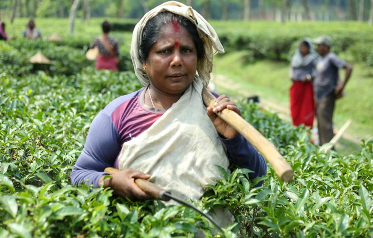 বাগানে পৌঁছে পোশাক পরিবর্তন করে তারা কোদাল হাতে ঝুড়ি মাথায় নিয়ে নেমে যায় কাজে। ছবি: মাহবুব আলম