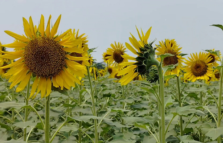 আবহাওয়া ভালো থাকায় এবং সঠিক পরিচর্যার কারণে বিগত বছরগুলোর চেয়ে এবার ফলনও হয়েছে ভালো। তাই তো কৃষকদের মুখে এখন আনন্দের হাসি। ছবি: আব্দুস সালাম আরিফ