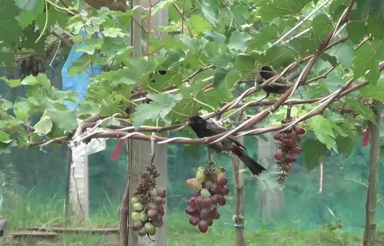 তার এই আঙ্গুরের বাগান দেখতে প্রতিদিনই ভিড় করছেন দর্শনার্থীরা। ছবি: এন কে বি নয়ন