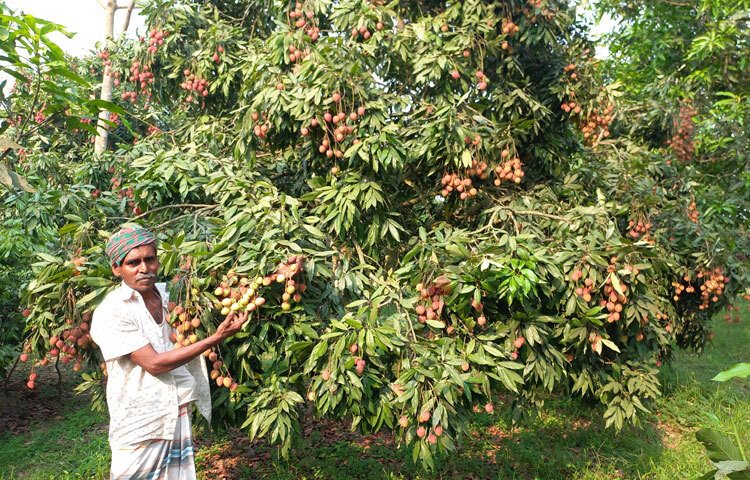 এ বছর খরচের তুলনায় লিচুতে প্রায় ৫-৬ গুণ বেশি লাভ হচ্ছে। যা অন্য ফসলে হয় না। ছবি: রুবেলুর রহমান