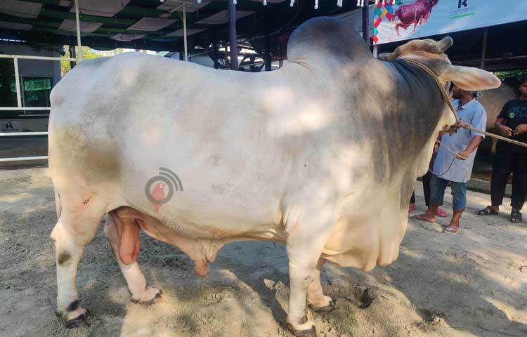 হাটে দেখা মিলে নানা নামের পশুর। খামারিরা ভালোবেসে তার গৃহপালিত প্রাণীর বিভিন্ন নাম রাখেন। এবারও তার ব্যতিক্রম হয়নি। ছবি: রাশেদুল ইসলাম রাজু