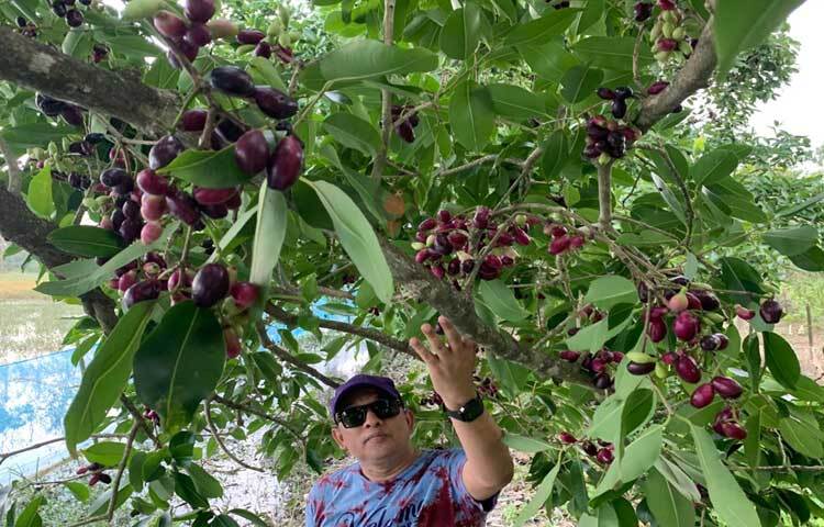 ২০০৭ সালে ঘূর্ণিঝড় সিডরের পর হাবিব ৭০টি জামের চারা রোপণ করেন। বছর দুয়েক আগে গাছে ফুল ধরলেও জামের দেখা মেলেনি। তবে হতাশ না হয়ে জাম গাছের পরিচর্চা বাড়িয়ে দেন। ফলে এবার সফলতার মুখ দেখেছেন তিনি। ছবি: আরিফুর রহমান