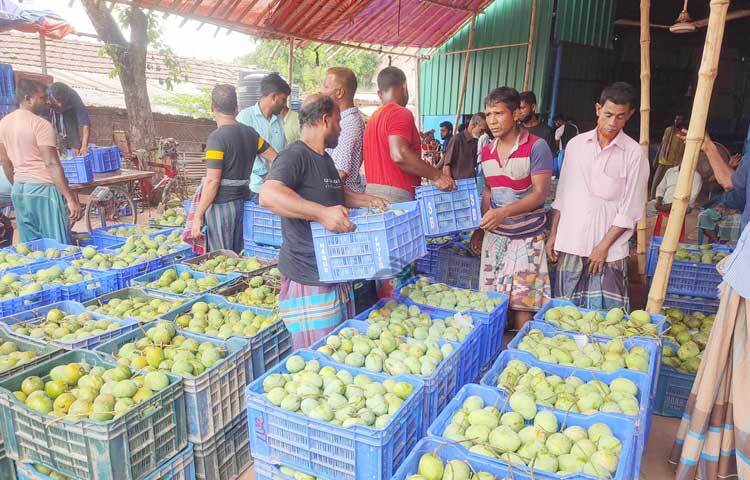 গতবছরের তুলনায় এবার বেশি লাভের আশা করছেন চাষীরা। ছবি: জামাল হোসেন