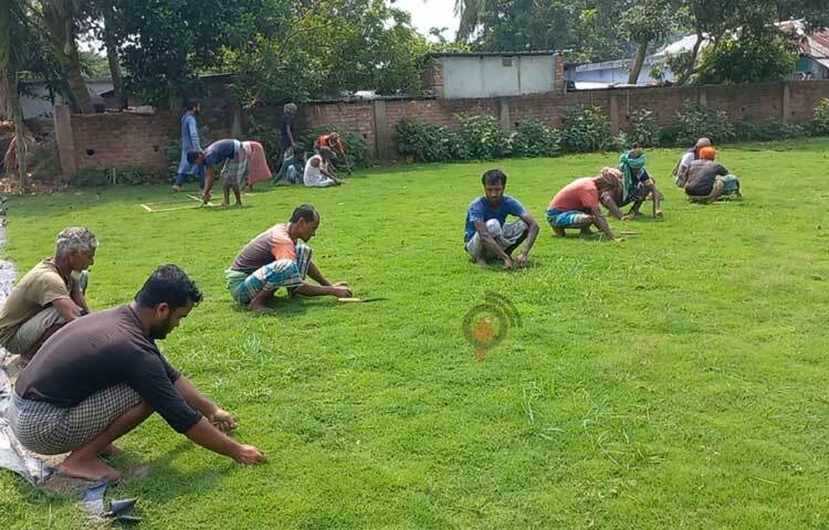 যেখান থেকে বছরে অন্তত ৩ বার ঘাস বিক্রি করেন মনির। প্রথমে পতিত জমিতে শুরু করলেও বর্তমানে তার বেশ কয়েকটি প্রজেক্টে কাজ করছেন প্রায় অর্ধশতাধিক লোক। ছবি: শরীফুল ইসলাম