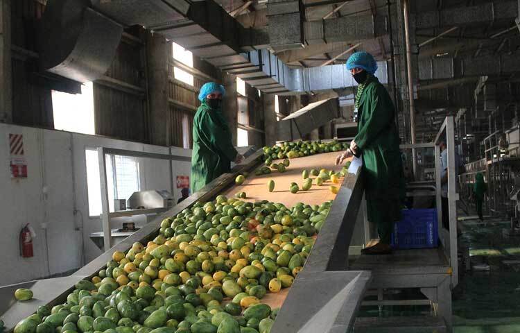 কারখানায় অত্যাধুনিক মেশিনে হাতের স্পর্শ ছাড়া সম্পূর্ণ অ্যাসেপটিক পদ্ধতিতে সংগৃহীত আমের পাল্পিং করা হচ্ছে। ছবি: জাগো নিউজ