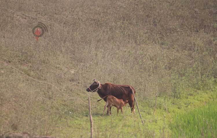 মাঠে চড়ে-বেড়াচ্ছে গবাদিপশু। ছবি: আরমান খান