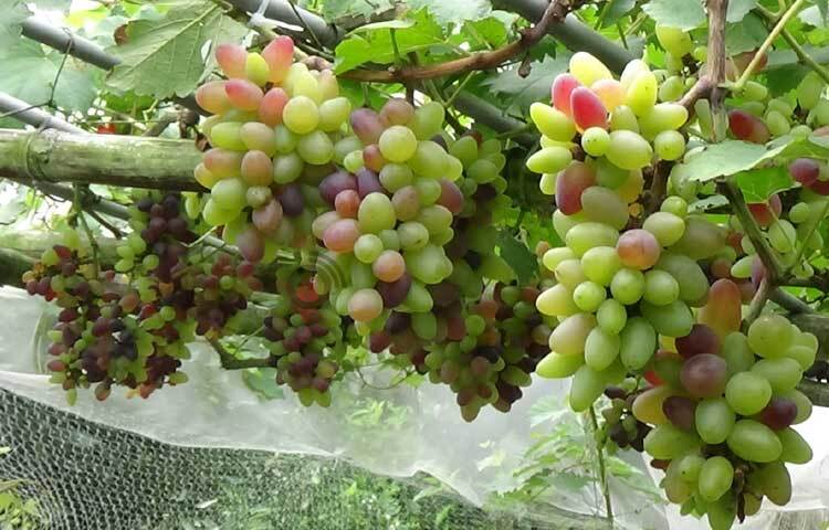 আঙুর চাষে বাড়তি কোনো খরচ নেই। জৈব সার প্রয়োগের পাশাপাশি সঠিক পরিচর্যায় একটি গাছে ৪০-৫০ বছর ফলন পাওয়া সম্ভব। এছাড়া বছরে একটি গাছে ৩ বার ফল আসে। প্রতিটি গাছে দেড় থেকে ২ মণ পর্যন্ত ফলন পাওয়া যায়। ছবি: রু‌বেলুর রহমান