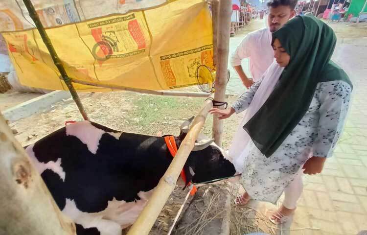 রাজধানীর ভাটারা পশুর হাটে দেশের বিভিন্ন জায়গা থেকে কোরবানির পশু নিয়ে এসেছেন খামারিরা। ছবি: মাহবুব আলম