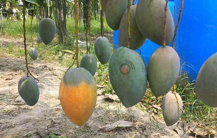 সম্পূর্ণ অর্গানিক পদ্ধতিতে পরীক্ষামূলকভাবে এই আমের চাষ করা হয়েছে। সাইজে বড় বিভিন্ন জাতের রঙিন আম দেশীয় অনেক জাতকে হার মানাচ্ছে। ছবি: শরীফুল ইসলাম