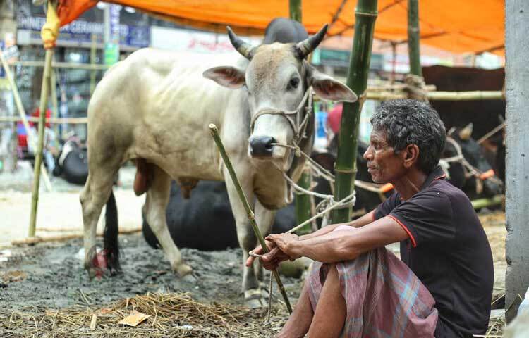 ক্রেতার আশায় গরু নিয়ে বসে আছেন ব্যবসায়ী। ছবি: মাহবুব আলম