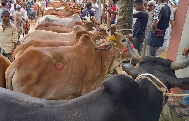 তবে অতিরিক্ত দামের কারণে গরু কিনতে পারছেন না ক্রেতারা। ছবি: এম মাঈন উদ্দিন